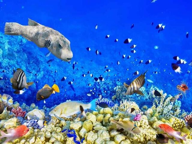 Sharm El Sheikh Yaz Dönemi